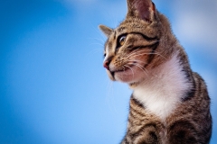 Hauskatze